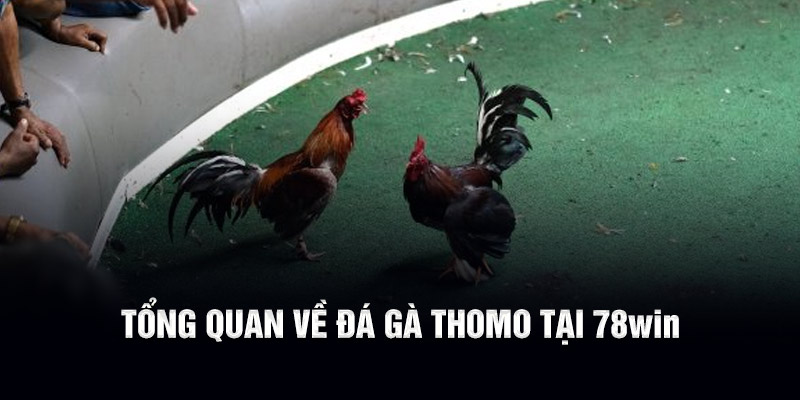 Tổng quan về đá gà Thomo tại 78WIN