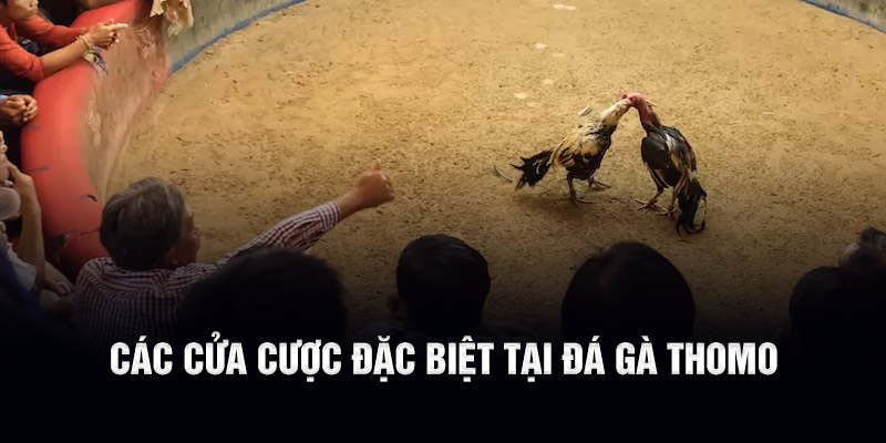 Các cửa cược đặc biệt tại đá gà Thomo